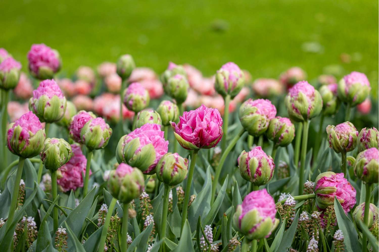 Tulppaani 'Strawberry Cream'